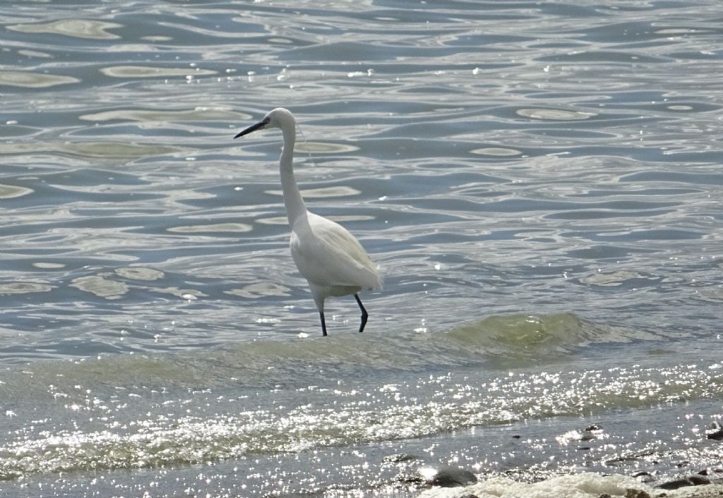 Airone bianco maggiore e Garzetta